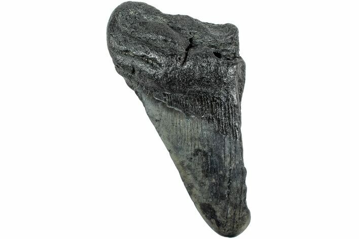 Partial, Fossil Megalodon Tooth - South Carolina #235931